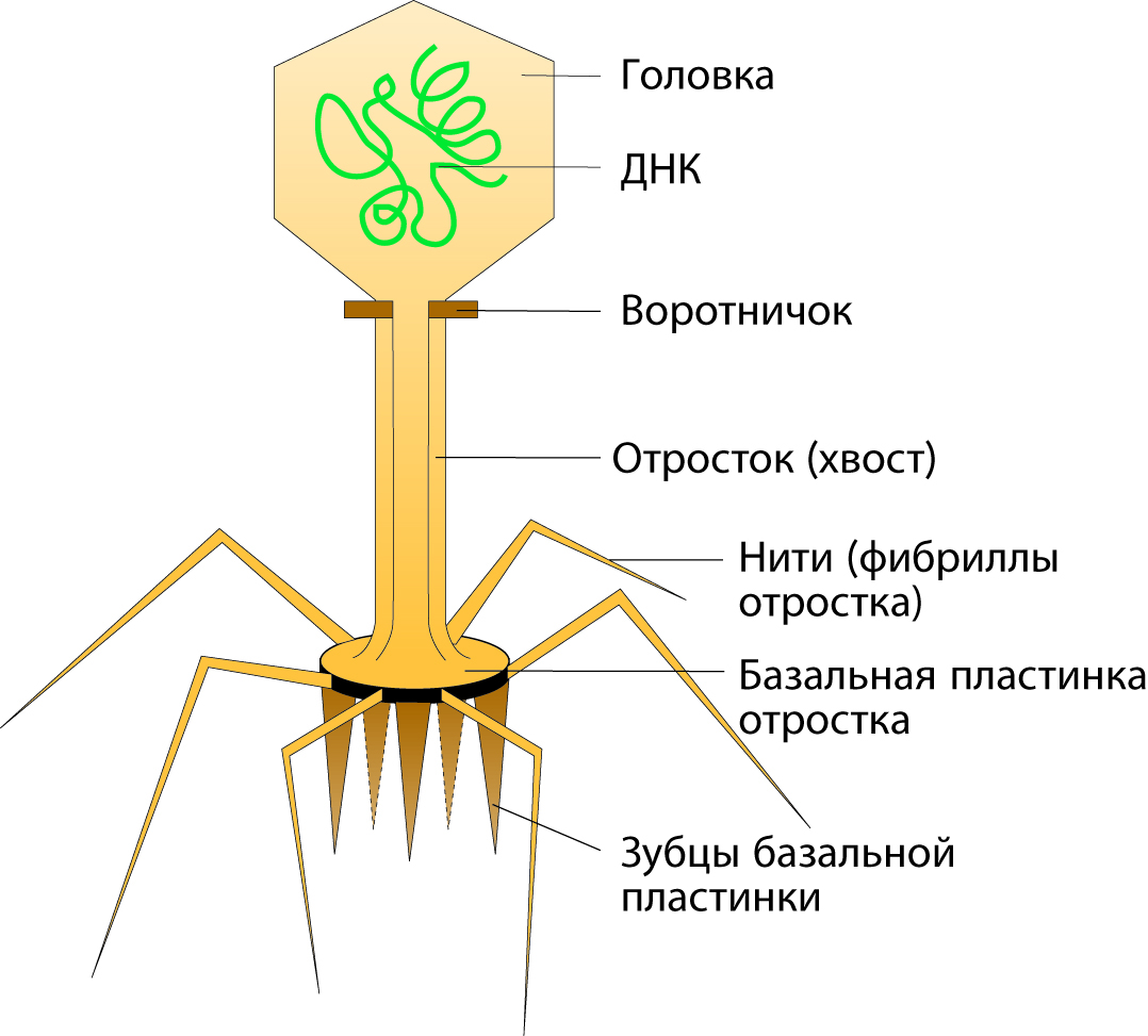 4 строение вирусов. Строение бактериофага микробиология. Строение вируса строение бактериофага. Строение фага микробиология. Внутреннее строение бактериофага.