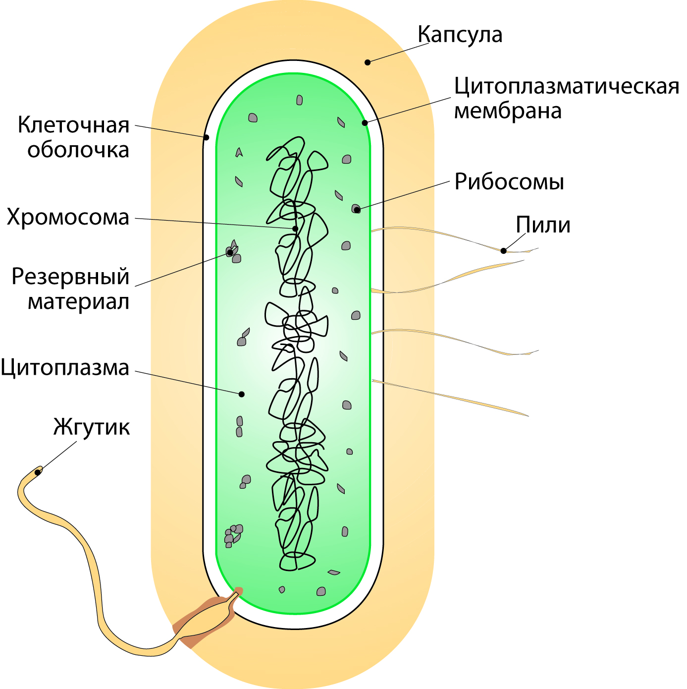 В клетках бактерий есть ядро